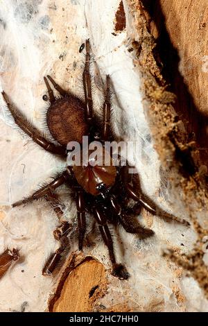 Araignée non identifiée (Porrhothele sp.?) Banque D'Images