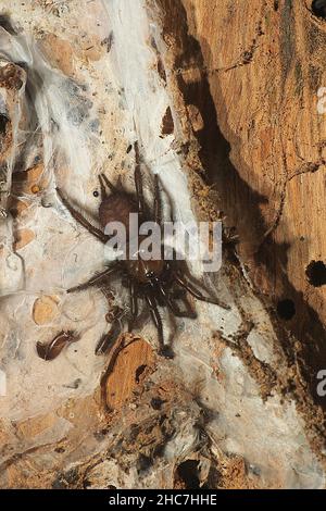 Araignée non identifiée (Porrhothele sp.?) Banque D'Images