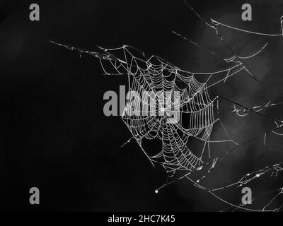 Photo en niveaux de gris d'une belle toile d'araignée entre les fines branches sur un arbuste Banque D'Images