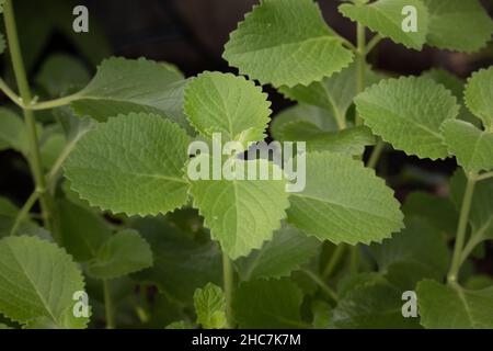 Gros plan de feuilles de fraise Banque D'Images