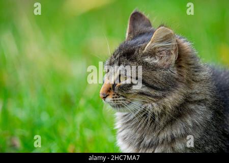 Gros plan d'un chat gris assis dans l'herbe pendant la journée Banque D'Images