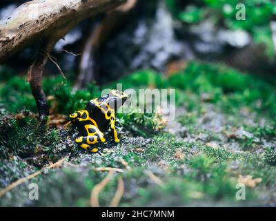 Grenouille noire aux motifs jaune vif toxique Banque D'Images