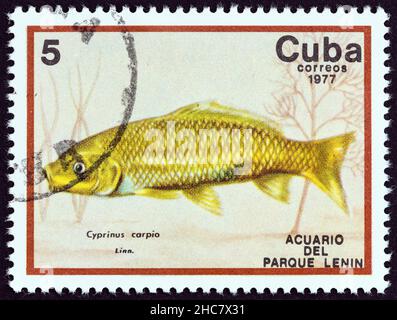 CUBA - VERS 1977 : un timbre imprimé à Cuba à partir du numéro « Fish in Lénine Park Aquarium, Havana » montre une carpe commune (Cyprinus carpio), vers 1977. Banque D'Images