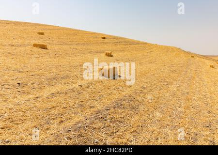 Balle de paille.Balle de paille dans le champ de grain nouvellement récolté.Photo de fond agricole. Banque D'Images