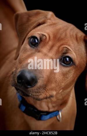 Gros plan d'un chiot Ridgeback de Rhodésie brun isolé sur fond noir Banque D'Images