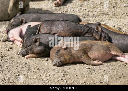 Gros plan de petits cochons vietnamiens à ventre de pot sous le soleil Banque D'Images