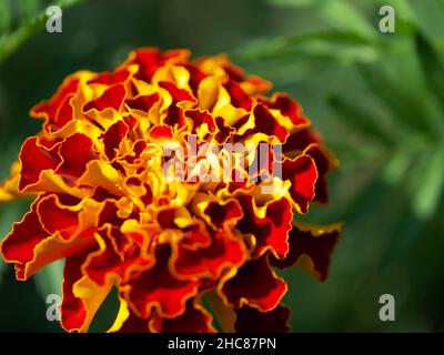 Fleur Marigold, macro photo.Une seule fleur aux pétales lumineux photographiée en gros plan. Banque D'Images