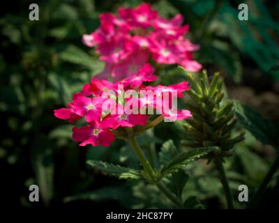 Verveine en fleurs, gros plan. Une inflorescence de fleurs roses. Le verbena officinalis, le verbène commun ou verbène commun, est l'espèce type et nativ Banque D'Images