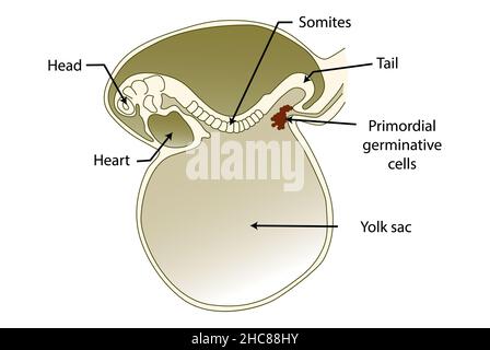 Section sagittale d'un embryon pendant les premiers stades de l'embryogenèse (avant la migration des cellules germinatives primordiales) Banque D'Images