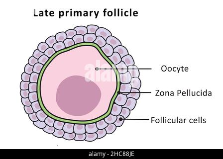 Follicule primaire tardif, cycle menstruel, ovulation (non marqué) Banque D'Images