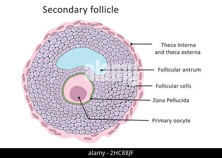 Follicule secondaire, cycle menstruel, ovulation, structure normale (marquée) Banque D'Images