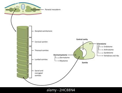 Développement du mésoderme paraaxial, somites et somitomères. Banque D'Images