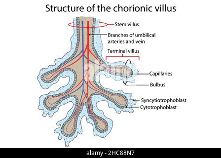 Structure du villosités choriales, partie foetale du placenta. Banque D'Images