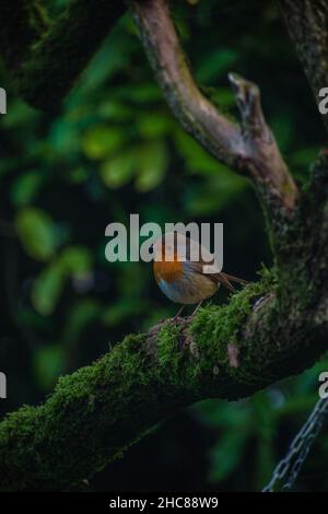 Robin européenne (erithacus Rubecula) perchée sur une branche d'arbre plus moussy. Banque D'Images