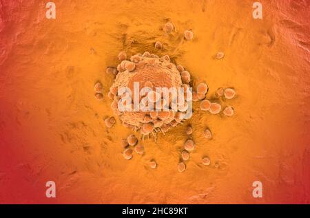Cellule de mélanome un type de cancer de la peau vue de dessus 3D illustration Banque D'Images