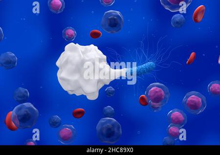 Attaque des phagocytes bactéries générales dans le flux sanguin - vue isométrique 3D illustration Banque D'Images