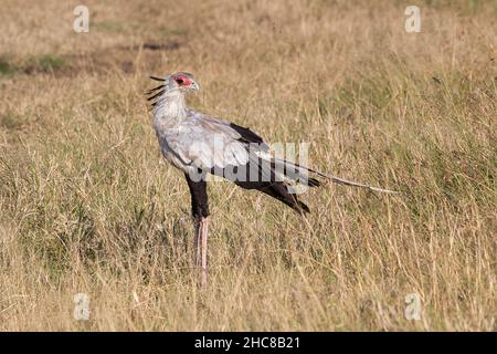 Secretarybird, Sagittaire serpentarius, dans la réserve de gibier nationale de Maasai Mara au Kenya. Banque D'Images