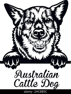 Chien de bétail australien - tête isolée sur fond blanc - vecteur Illustration de Vecteur