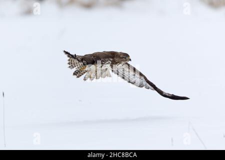 Buzzard commun (Beuto beuto), volant sur un champ couvert de neige, en hiver, Basse-Saxe, Allemagne Banque D'Images