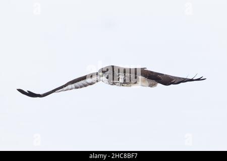 Buzzard commun (Beuto beuto), volant sur un champ couvert de neige, en hiver, Basse-Saxe, Allemagne Banque D'Images