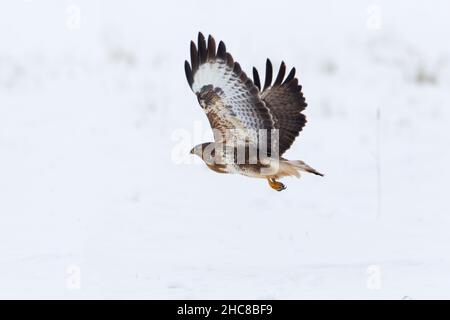 Buzzard commun (Beuto beuto), volant sur un champ couvert de neige, en hiver, Basse-Saxe, Allemagne Banque D'Images