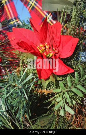 Décorations de Noël florales rouges lumineuses et festives décorant un pin pendant les fêtes comme un geste joyeux. Banque D'Images