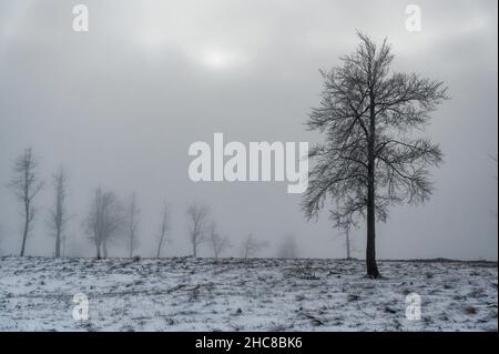 Winterberg, Allemagne.26th décembre 2021.Une fine couche de neige couvre le paysage de la lande sur le Kahler Asten de 842 mètres de haut dans la région de Sauerland à des températures juste en dessous de zéro le lendemain de Noël.Credit: Henning Kaiser/dpa/Alay Live News Banque D'Images