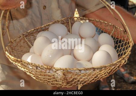 Des oeufs recueillis sur une ferme de poulet fermier Banque D'Images