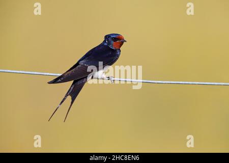Une hirondelle de Grange adulte (Hirundo rustica) perchée à Suffolk, au Royaume-Uni, en été Banque D'Images