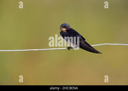 Une hirondelle de jeune Barn (Hirundo rustica) récemment à part entière perchée sur une clôture en treillis métallique à Suffolk, au Royaume-Uni Banque D'Images