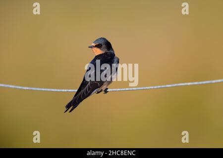 Une hirondelle de jeune Barn (Hirundo rustica) récemment à part entière perchée sur une clôture en treillis métallique à Suffolk, au Royaume-Uni Banque D'Images