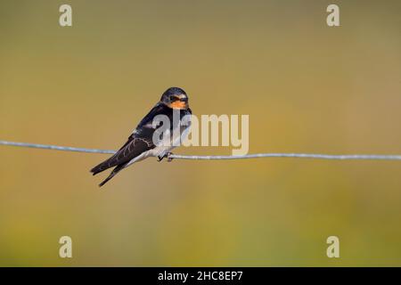 Une hirondelle de jeune Barn (Hirundo rustica) récemment à part entière perchée sur une clôture en treillis métallique à Suffolk, au Royaume-Uni Banque D'Images