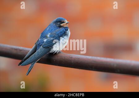 Une hirondelle de jeune (Hirundo rustica) récemment à part entière perchée sur des meubles de jardin à Suffolk, au Royaume-Uni Banque D'Images