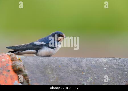 Une hirondelle juvénile (Hirundo rustica) récemment à part entière perchée sur un toit à Suffolk, au Royaume-Uni Banque D'Images