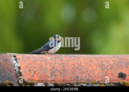 Une hirondelle juvénile (Hirundo rustica) récemment à part entière perchée sur un toit à Suffolk, au Royaume-Uni Banque D'Images