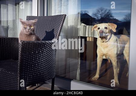 Vue amusante de deux rivaux.Un chat froid et un chien de vigilance qui gardait la maison ensemble. Banque D'Images