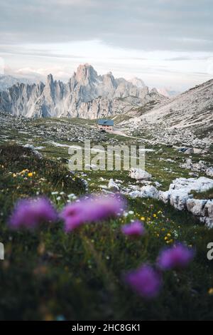 Fleurs flous violettes au premier plan et Rifugio Lavaredo (Lavaredohütte) et les Dolomites en arrière-plan, en Italie Banque D'Images