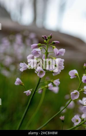 Gros plan de belles fleurs violet clair avec de petits boutons sur une tige avec un arrière-plan flou Banque D'Images