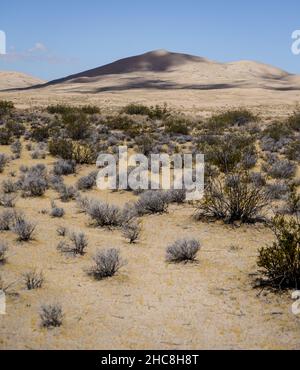 Vue sur le champ de Kelso dans le désert de Mojave, États-Unis Banque D'Images