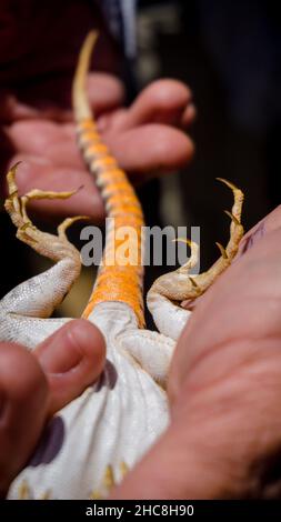 Le lézard à franges Mojave se retrouve à l'envers dans le désert de Mojave, aux États-Unis Banque D'Images