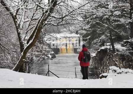 Low Force, Teesdale, comté de Durham, Royaume-Uni.26th décembre 2021.Météo Royaume-Uni.Un marcheur bénéficie d'une belle scène d'hiver à la chute d'eau de Low Force lors d'une promenade le lendemain de Noël à Upper Teesdale, comté de Durham, Royaume-Uni crédit: David Forster/Alamy Live News Banque D'Images