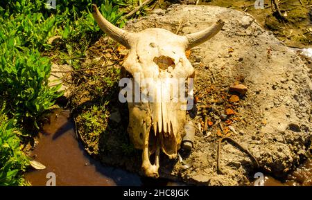 Crâne d'une vache morte tuée dans un dépotoir allongé sur le béton.Concept pour votre conception dans le style de l'horreur de la mort, la transition de la vie Banque D'Images