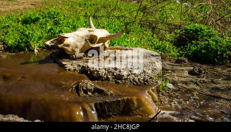 Crâne d'une vache morte tuée dans un dépotoir allongé sur le béton.Concept pour votre conception dans le style de l'horreur de la mort, la transition de la vie.Contr Banque D'Images