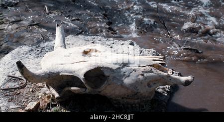 Crâne d'une vache morte tuée dans un dépotoir allongé sur le béton.Concept pour votre conception dans le style de l'horreur de la mort, la transition de la vie.Gris Banque D'Images