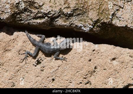 Agama Lizard étoilé, (Stellagama stellio), Île de Chypre, Méditerranée orientale Banque D'Images