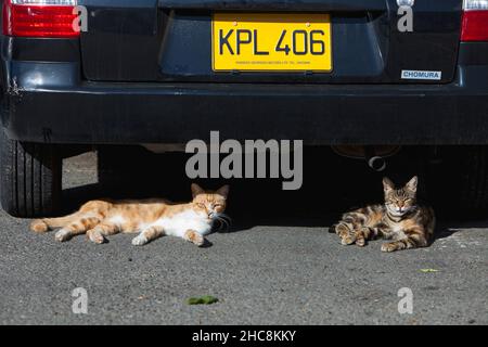 Chats domestiques, deux à l'abri du soleil sous une voiture garée, île de Chypre, Méditerranée orientale Banque D'Images