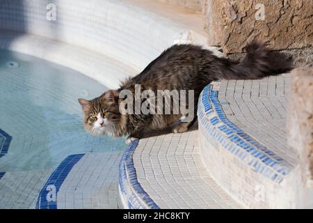 Chat domestique, boire depuis la piscine de l'hôtel, île de Chypre, Méditerranée orientale Banque D'Images