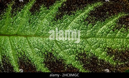 Motif coloré et fourrure douce sur la surface des feuilles de l'usine de tapis Banque D'Images