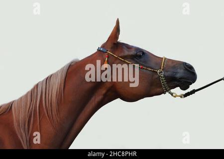 Portrait de cheval arabe sur fond de mur léger Banque D'Images