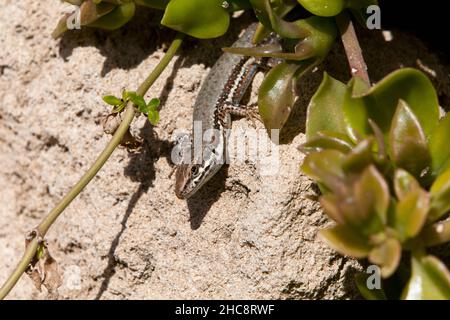 Troodos lizard, (Lacerta troodica), endémique à l'île de Chypre, Méditerranée orientale Banque D'Images